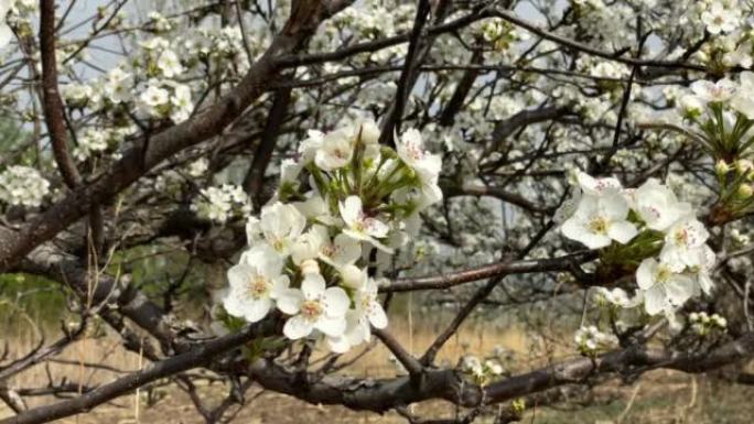 春天的苹果梨果园梨花开花花海