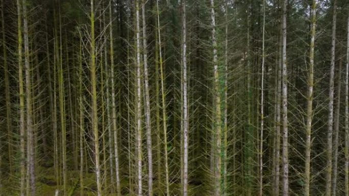 苏格兰的人工林和管理森林鸟瞰图
