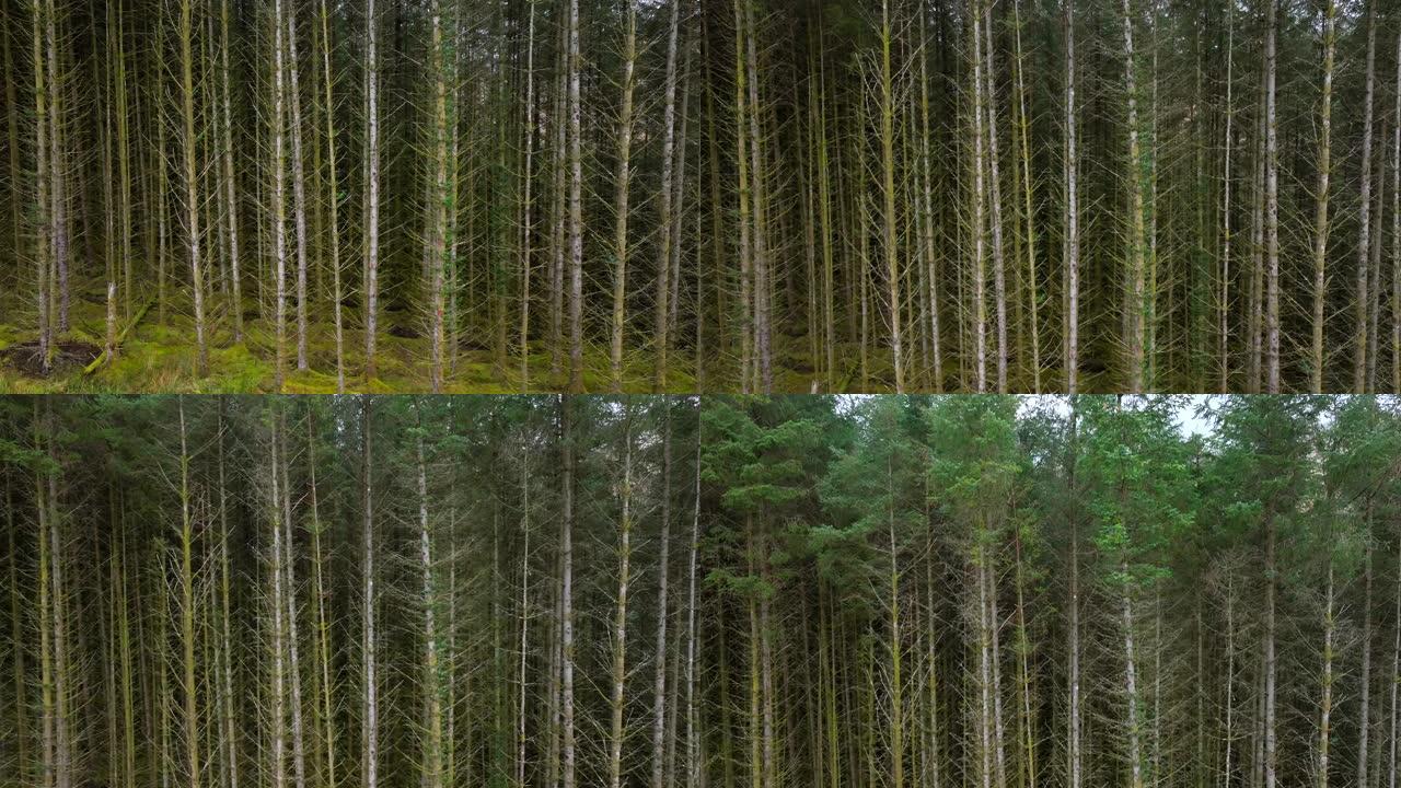 苏格兰的人工林和管理森林鸟瞰图