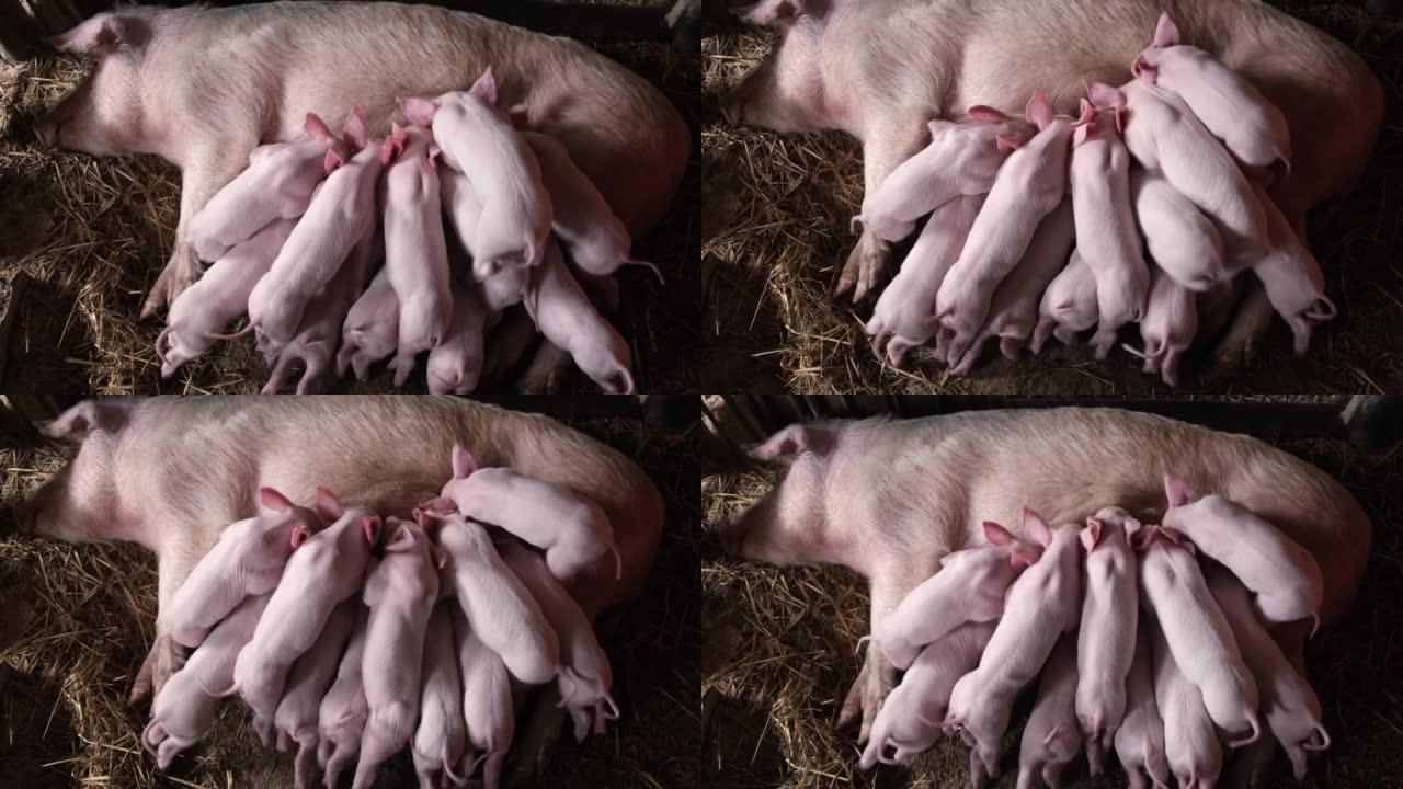 一大群饥饿的小猪，迅速从母猪身上吸奶。小猪吃牛奶。