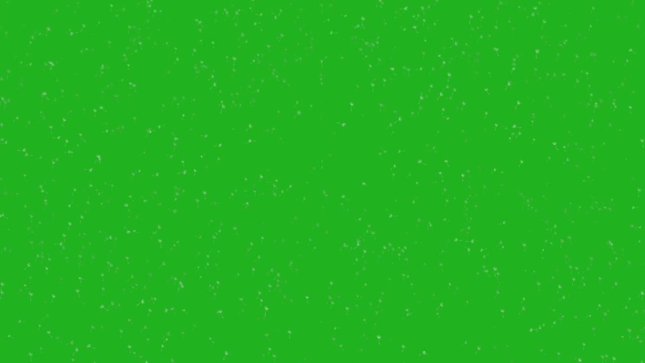蒲公英种子绿色屏幕运动图形