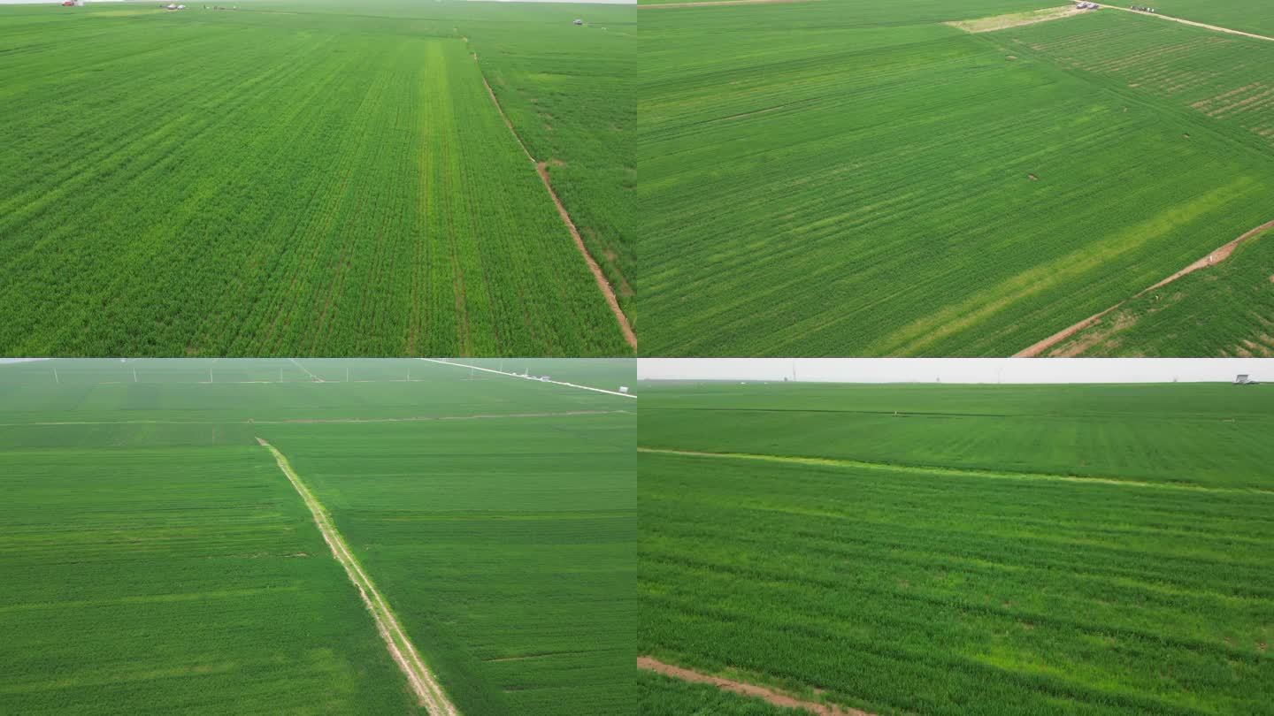 航拍新农村农场大麦田一望无际绿色小麦8