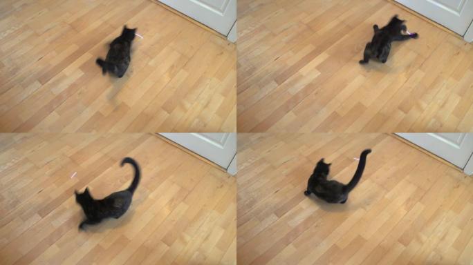 在circles.jpg追逐激光的年轻猫