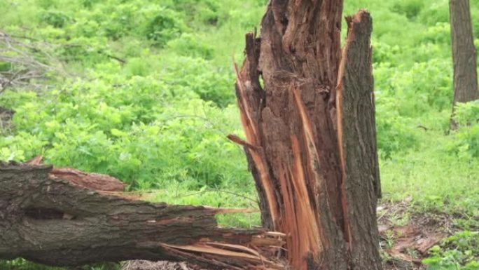 飓风期间断树。自然灾害的后果。