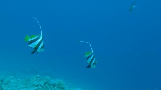 浅滩的旗鱼在蓝色的水中游泳。教育旗鱼或假摩尔人偶像-Heniochus diphreutes。埃及红