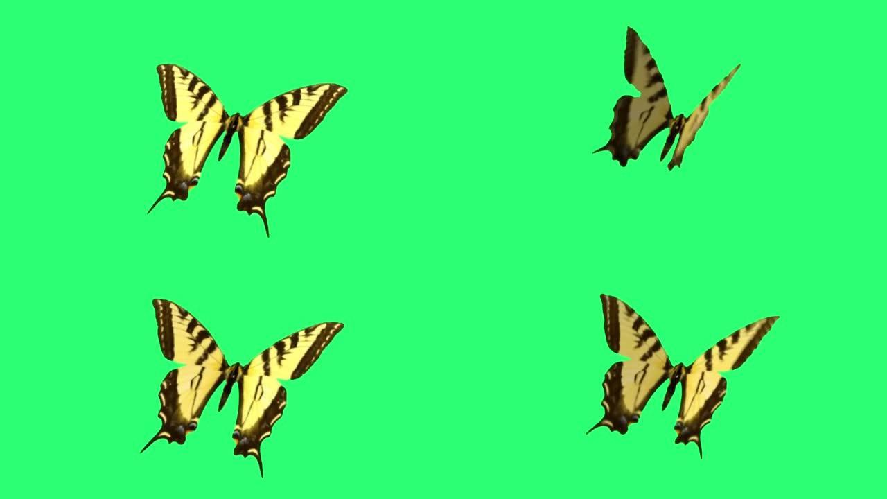 动画黄色蝴蝶隔离在绿色背景。