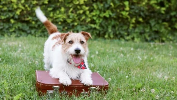 在夏天，宠物旅行，度假或度假时，快乐的气喘吁吁的狗在手提箱上摇着尾巴