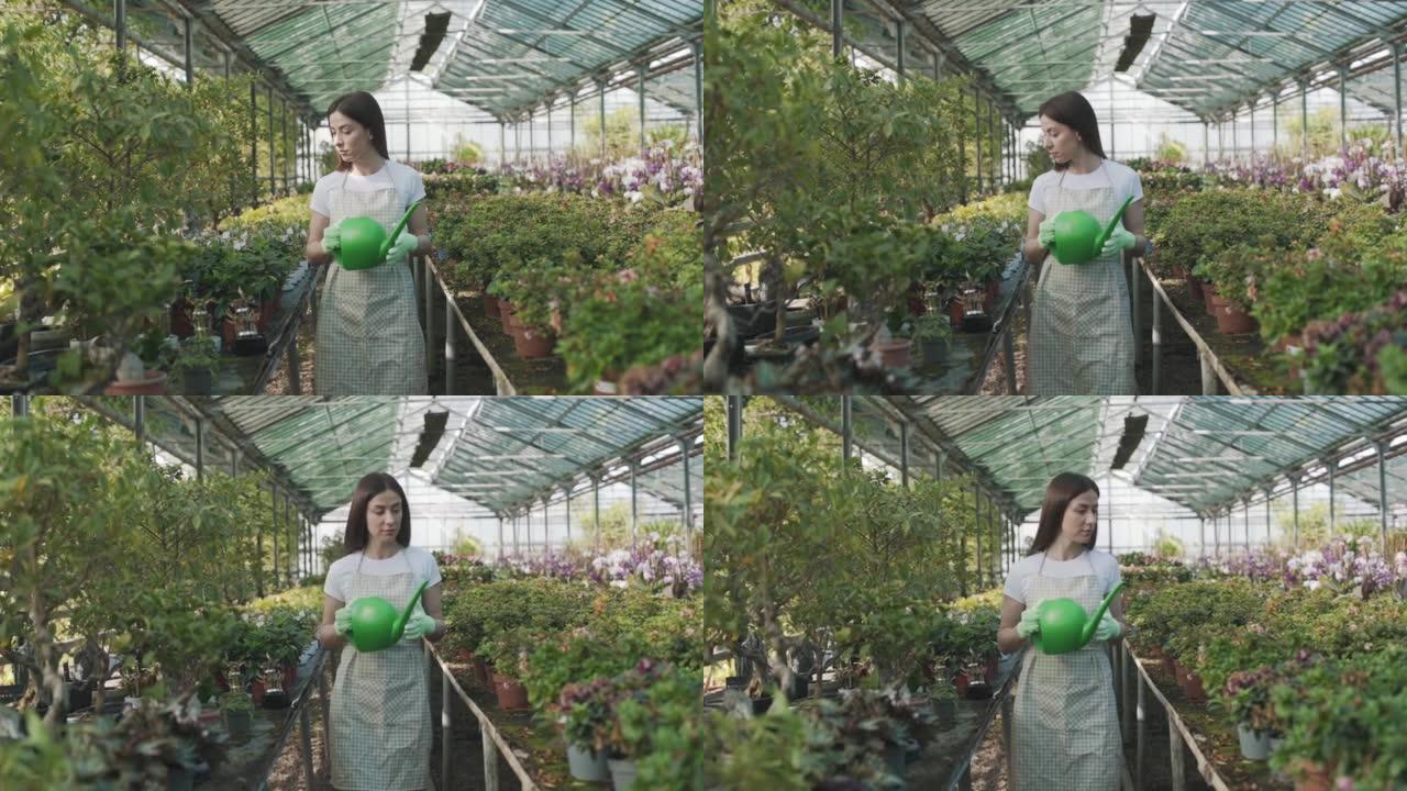 快乐的女性花店在围裙浇灌室内植物和鲜花。这个女孩在温室里照顾室内植物。照顾鲜花
