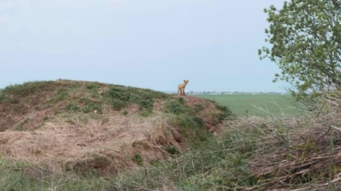 一只年轻的狐狸幼崽看着相机，站在草地上的小山上。