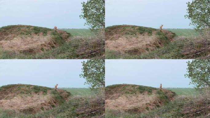 一只年轻的狐狸幼崽看着相机，站在草地上的小山上。
