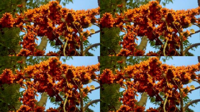 橘红色的Palash花在Palash树上开花了。鲜花背景。
