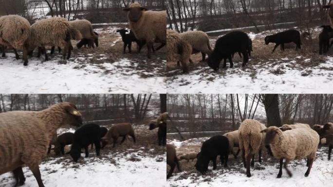 手持相机跟随雪中的绵羊