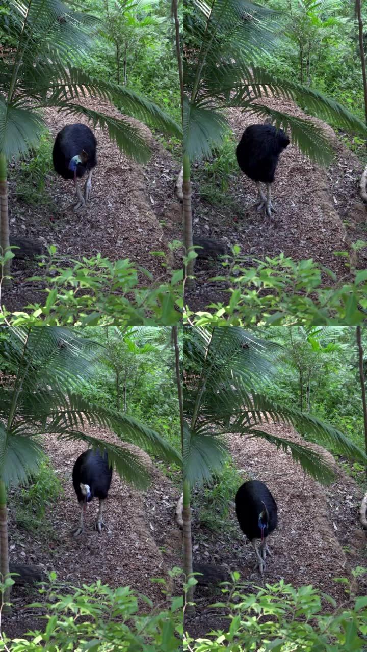 澳大利亚动物一只食火鸡垂直行走视频