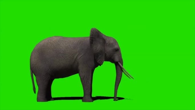 大象在绿色屏幕上喷水