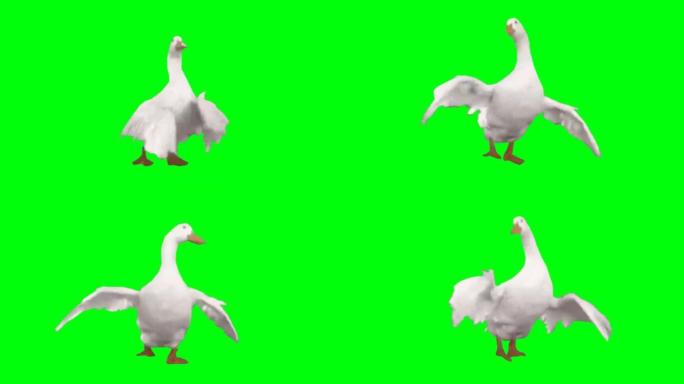 鸭子在绿色屏幕上跳舞