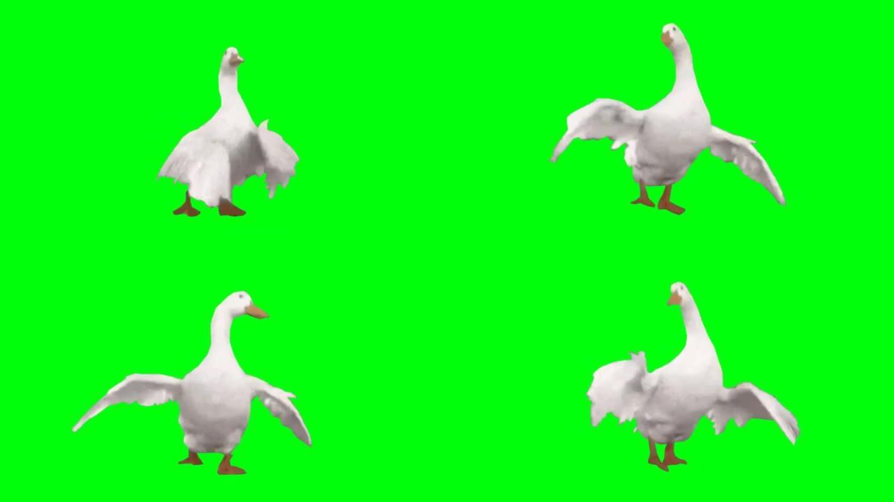鸭子在绿色屏幕上跳舞