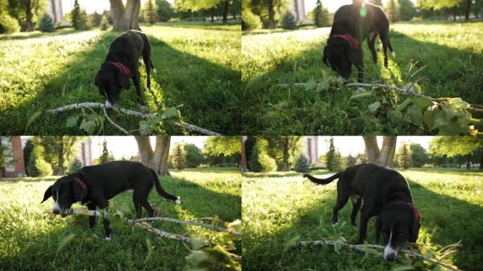 混血狗，在草地上玩耍时咬树枝