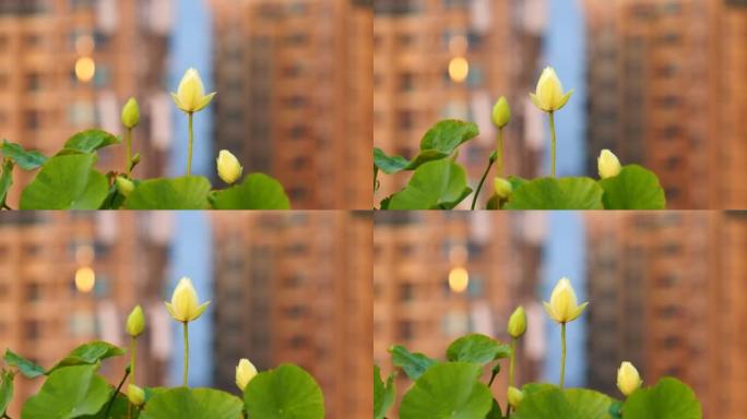 美丽的白莲花在风中摇曳，蓝天和城市建筑背景在日落时间，4k镜头。