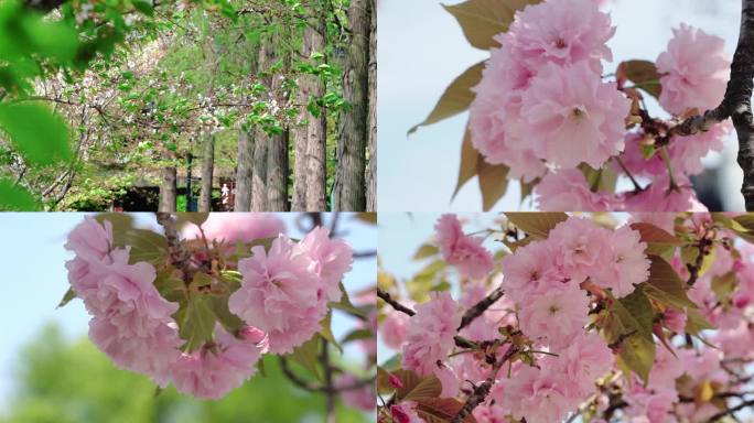 春天景色春光鸟语花香鲜花春风