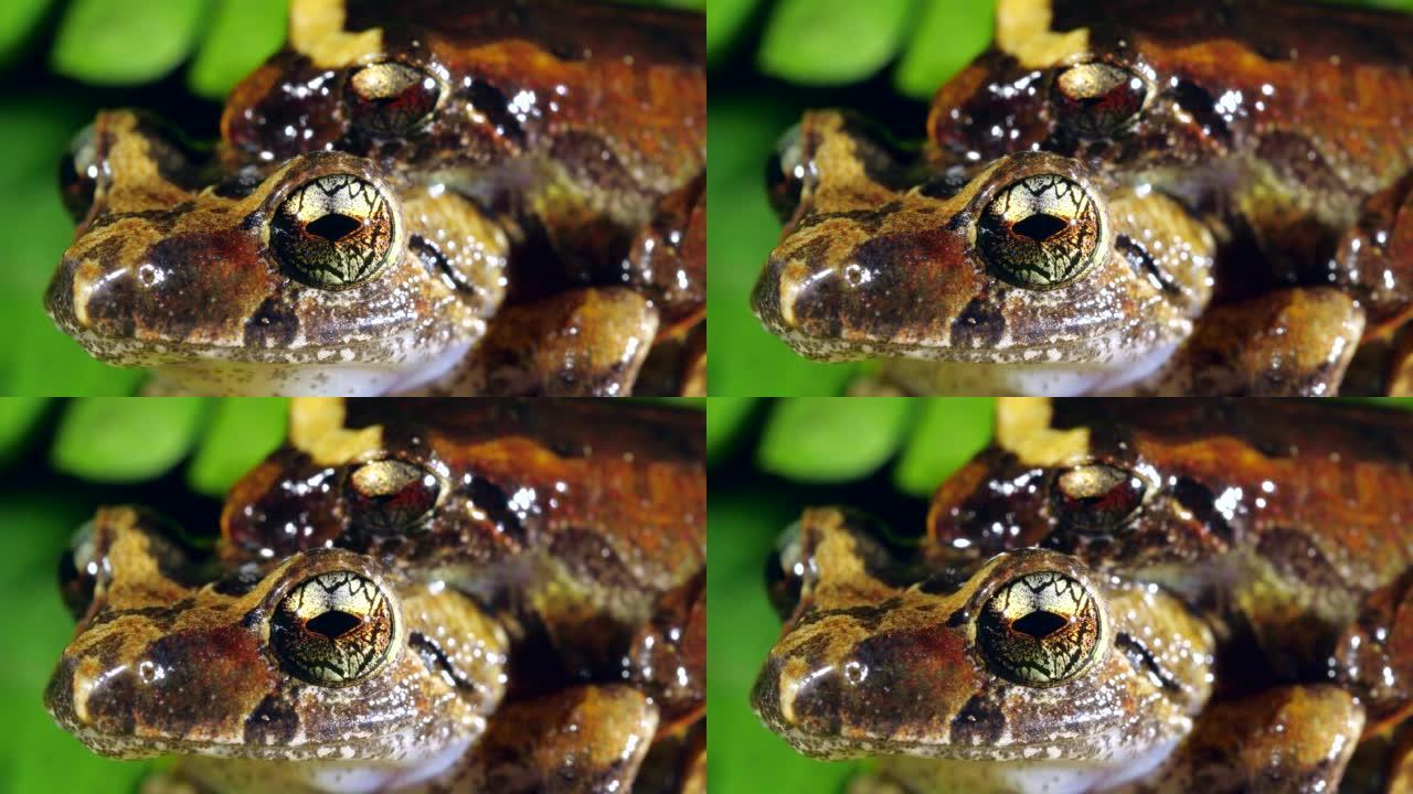 玛莎的雨蛙 (Pristimantis martiae)
