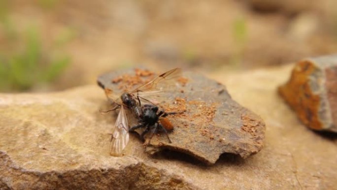 瓢虫蜘蛛 (雄性幼，Eresus sandaliatus) 捕食一只飞蚁 (新皇后，欧洲红木蚁)。
