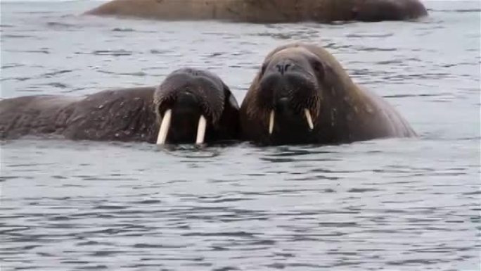 在斯瓦尔巴群岛的北极水中玩耍的海象