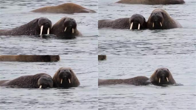 在斯瓦尔巴群岛的北极水中玩耍的海象