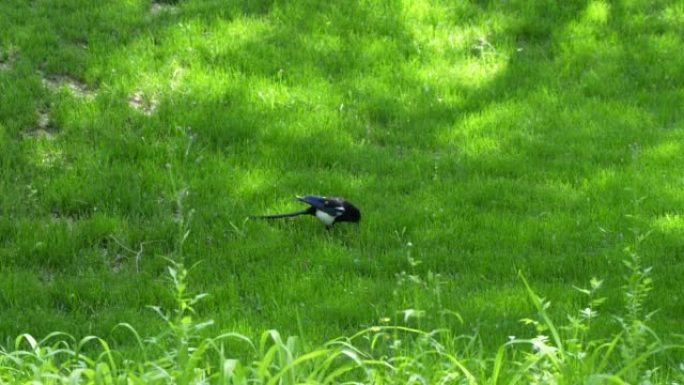 喜鹊走在草坪草地上