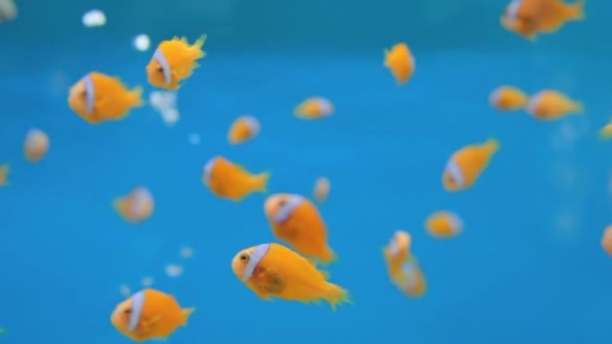 鱼缸中的小丑鱼，小丑海葵在蓝色背景上游泳。