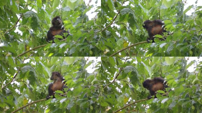 小蜘蛛猴坐在corcovado国家公园的一棵树上