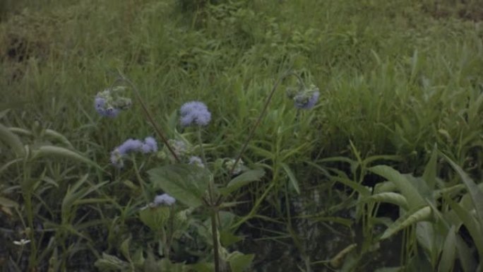 紫色多年生花在草原山上的风中吹动