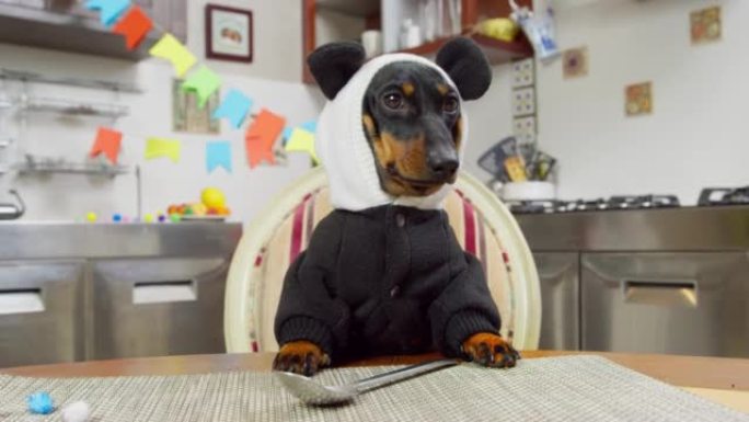 一只穿着熊猫服装的可爱的黑色腊肠犬小狗正坐在桌子旁，用勺子等着庆祝他的生日。
