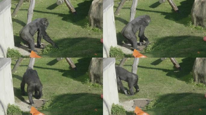 山地大猩猩坐着吃树枝。