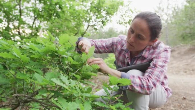 女性生态学家检查橡树。佛瑞斯特在野外工作。生态系统保护和可持续性。