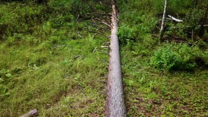护具伐木工人用电锯在森林中砍伐木柴树