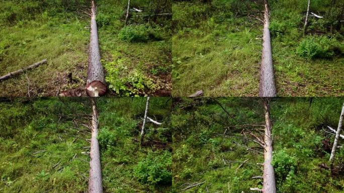 护具伐木工人用电锯在森林中砍伐木柴树