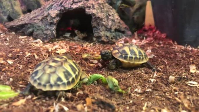 陆生的小海龟在他们的家中休息，这是一种小海龟。美丽的爬行动物宠物。