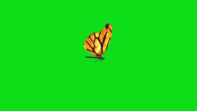 绿色背景上独自飞翔的黄色蝴蝶。带阿尔法通道的蝴蝶。键颜色，颜色键，alpha通道。4k蝴蝶视频