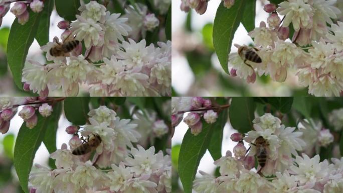 灌木花上的野蜂。一只野蜂收集花蜜。