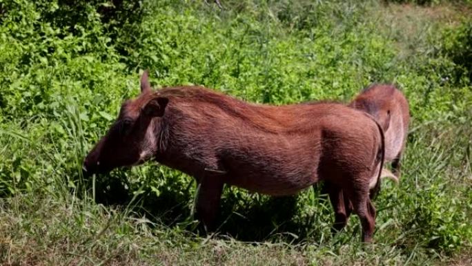 在阳光明媚的日子里，非洲野猪在野生动物中吃着郁郁葱葱的绿草的特写镜头。南非野生动物园