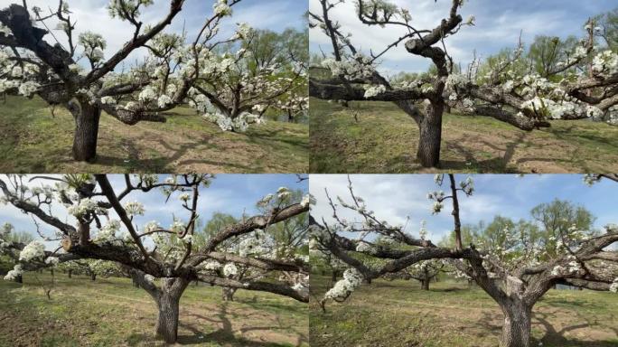 春天的苹果梨果园树木桃树视频素材
