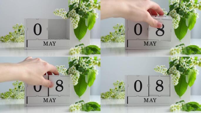 5月8日。女性手在日历上设定日期。春季。白色的立方历在桌上的花。在一个月内更改日期。假日日。日历上的