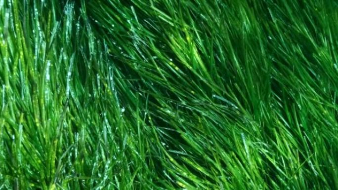 在阳光下的绿色海洋草Posidonia茂密灌木丛的特写。相机在灌木丛中向前移动绿色海草地中海tape
