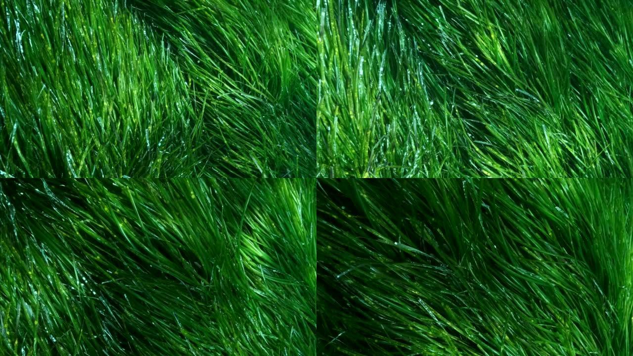 在阳光下的绿色海洋草Posidonia茂密灌木丛的特写。相机在灌木丛中向前移动绿色海草地中海tape
