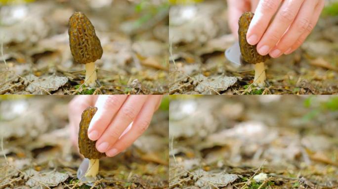 春天森林中的羊肚菌。一个女孩用一把特殊的野营刀切蘑菇。第一批野生植物的收集