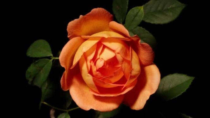 从芽到盛开的美丽橙色玫瑰花的延时镜头，孤立在黑色背景上的特写镜头。