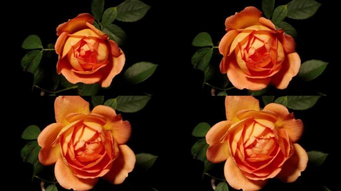 从芽到盛开的美丽橙色玫瑰花的延时镜头，孤立在黑色背景上的特写镜头。