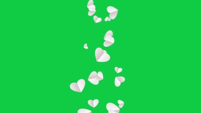 抽象动画3d白皮书心漂浮在绿屏背景上。4k 3d无缝循环心，用于浪漫场合，婚礼，情人节，母亲节，介绍