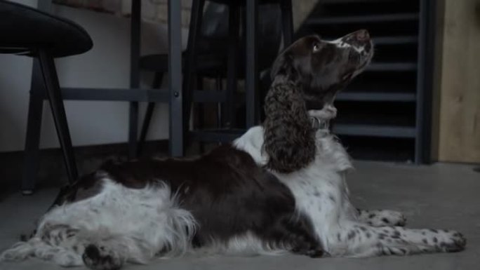 在黑暗的房间里等待订单的英国施普林格犬的4k视频。