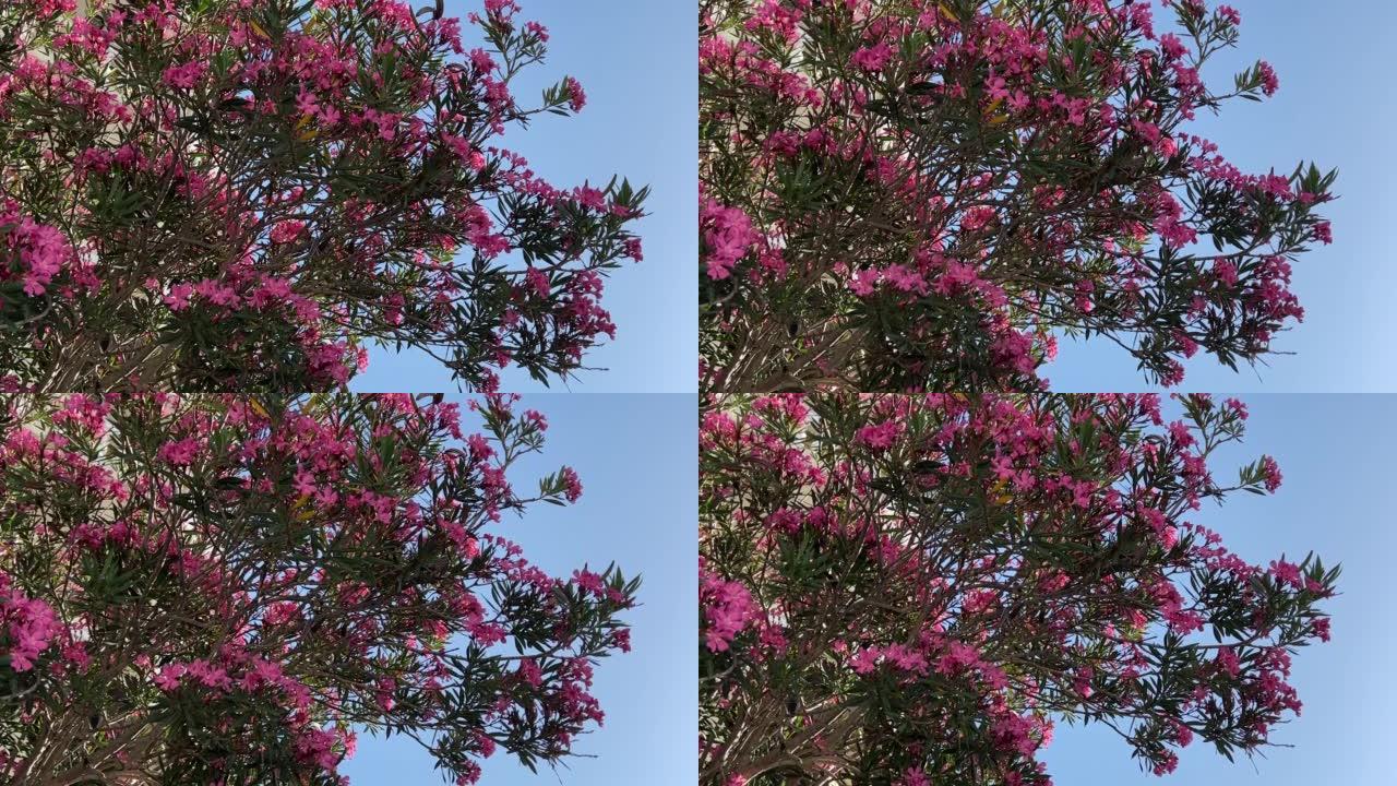 粉色夹竹桃杜鹃花在湛蓝的夏日天空下。美丽的夹竹桃在热带花园对抗蓝色的天堂。